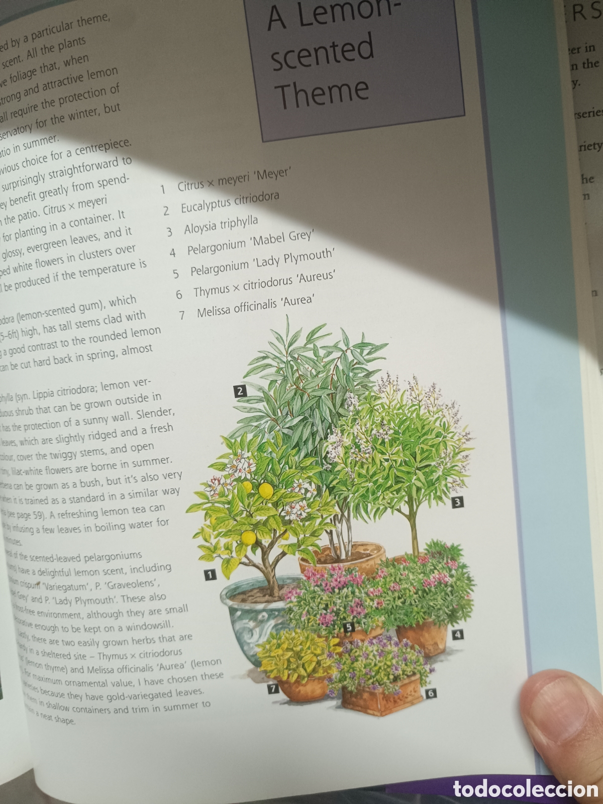 Libros de segunda mano: Scented Containers - Sue Fisher - Foto 3