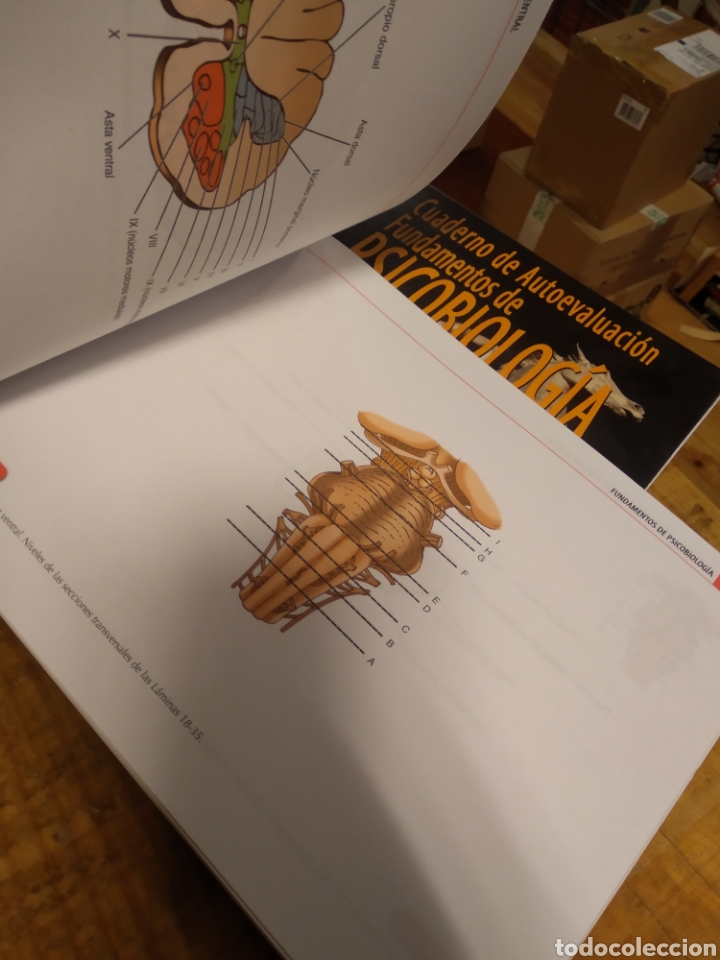 Libros de segunda mano: PSICOBIOLOGIA UNED #5325 - Foto 11
