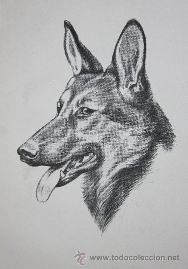 Libros de segunda mano: COMO DIBUJAR PERROS - Foto 4
