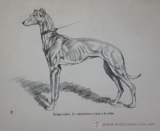 Libros de segunda mano: COMO DIBUJAR PERROS - Foto 6