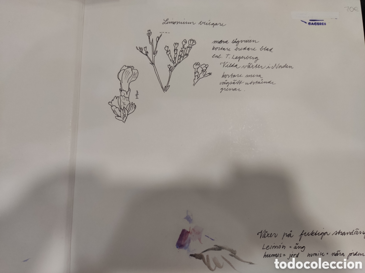 Libros de segunda mano: Cecilia Edefalk. Hilma af Klint - Foto 2