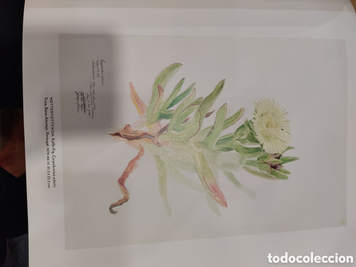 Libros de segunda mano: Cecilia Edefalk. Hilma af Klint - Foto 4