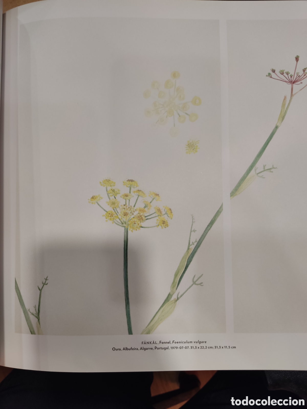 Libros de segunda mano: Cecilia Edefalk. Hilma af Klint - Foto 5