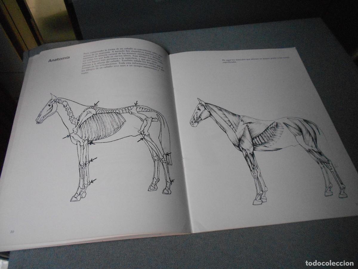 Libros de segunda mano: CUADERNOS PARA DIBUJAR CABALLOS - Foto 4