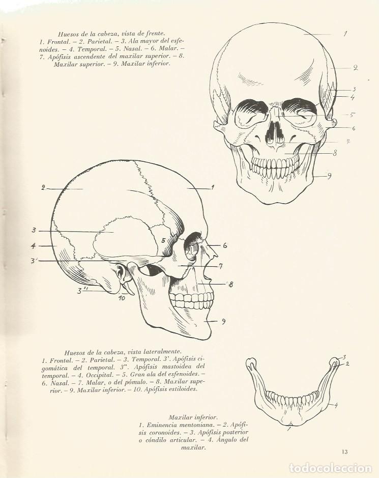 Libros de segunda mano: ANATOM&Iacute;A ART&Iacute;STICA - EMILIO FREIXAS - Foto 5