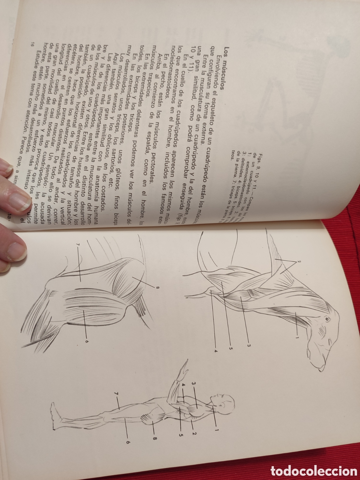 Libros de segunda mano: DIBUJANDO ANIMALES. Mario Baeza. - Foto 4