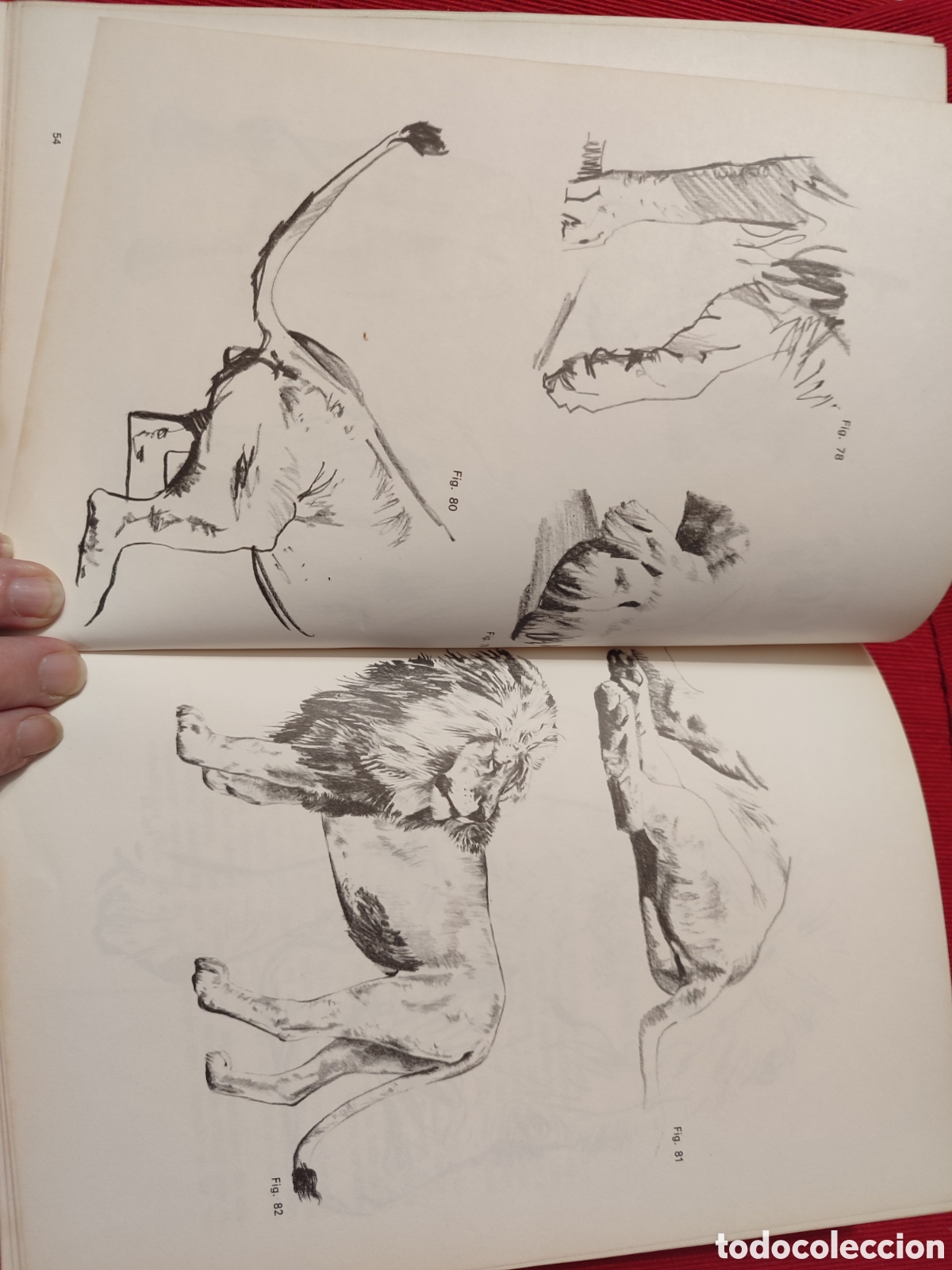 Libros de segunda mano: DIBUJANDO ANIMALES. Mario Baeza. - Foto 5