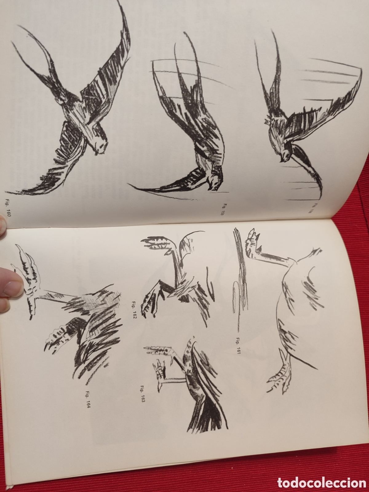 Libros de segunda mano: DIBUJANDO ANIMALES. Mario Baeza. - Foto 7