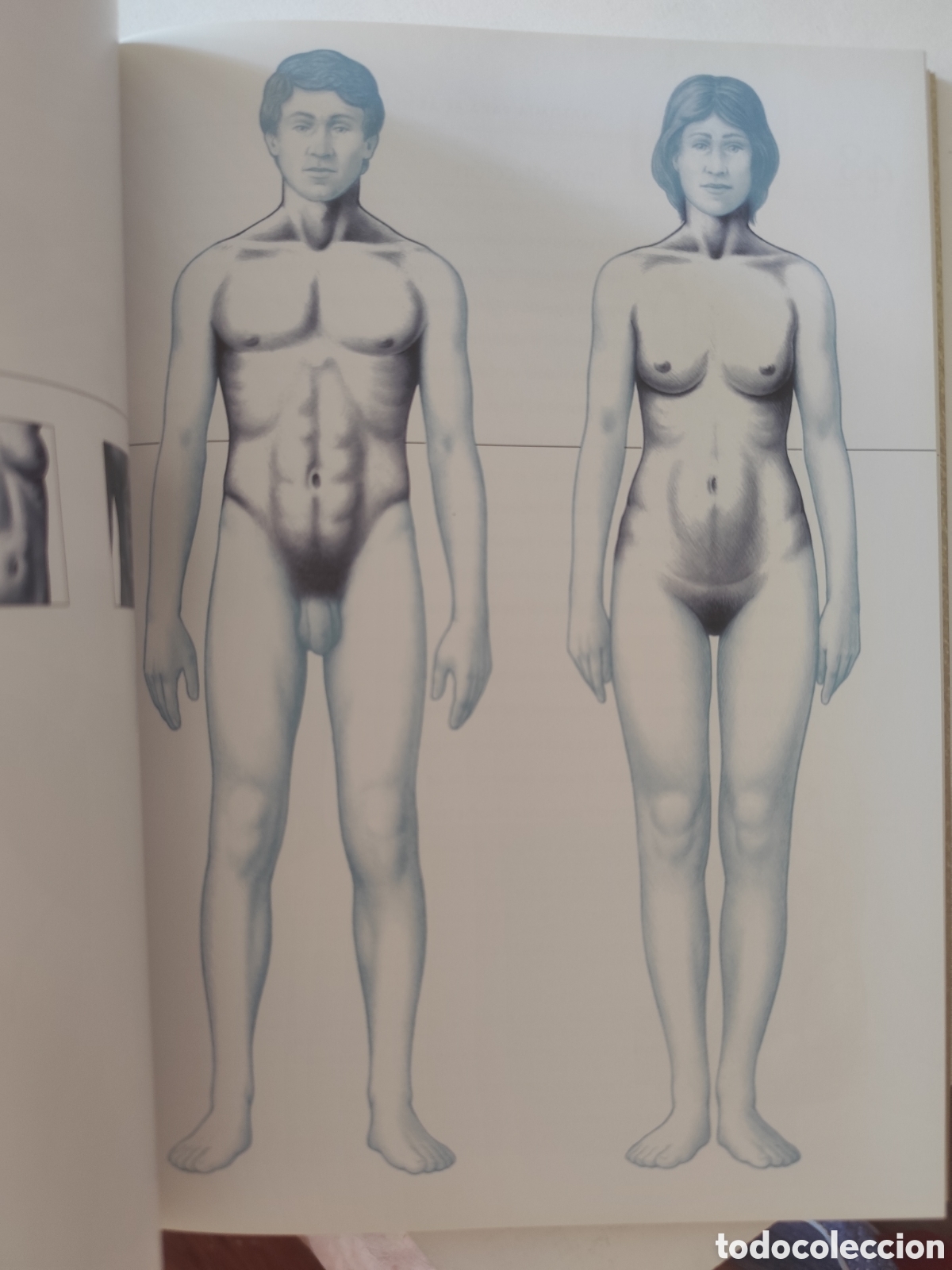 Libros de segunda mano: Anatom&iacute;a para el artista . Parrag&oacute;n - Foto 2