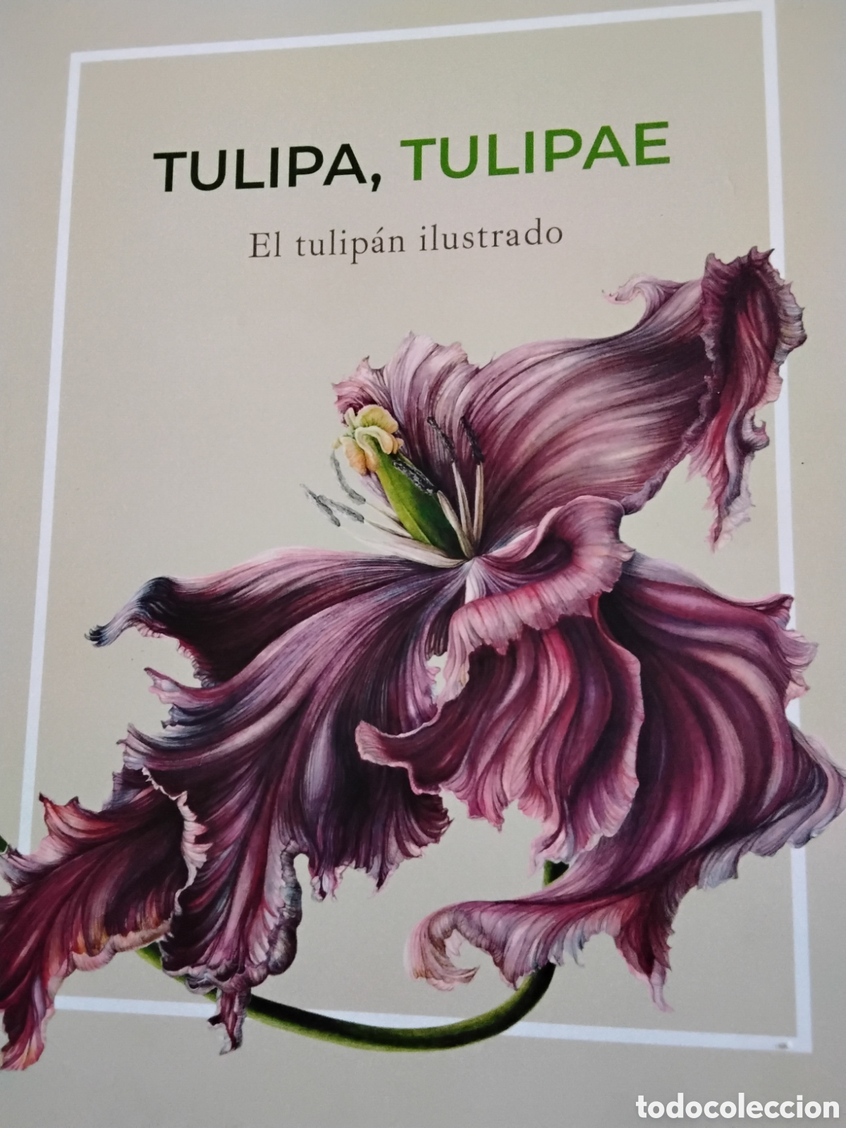 Libros de segunda mano: TULIPA, TULIPAE. EL TULIP&Aacute;N ILUSTRADO