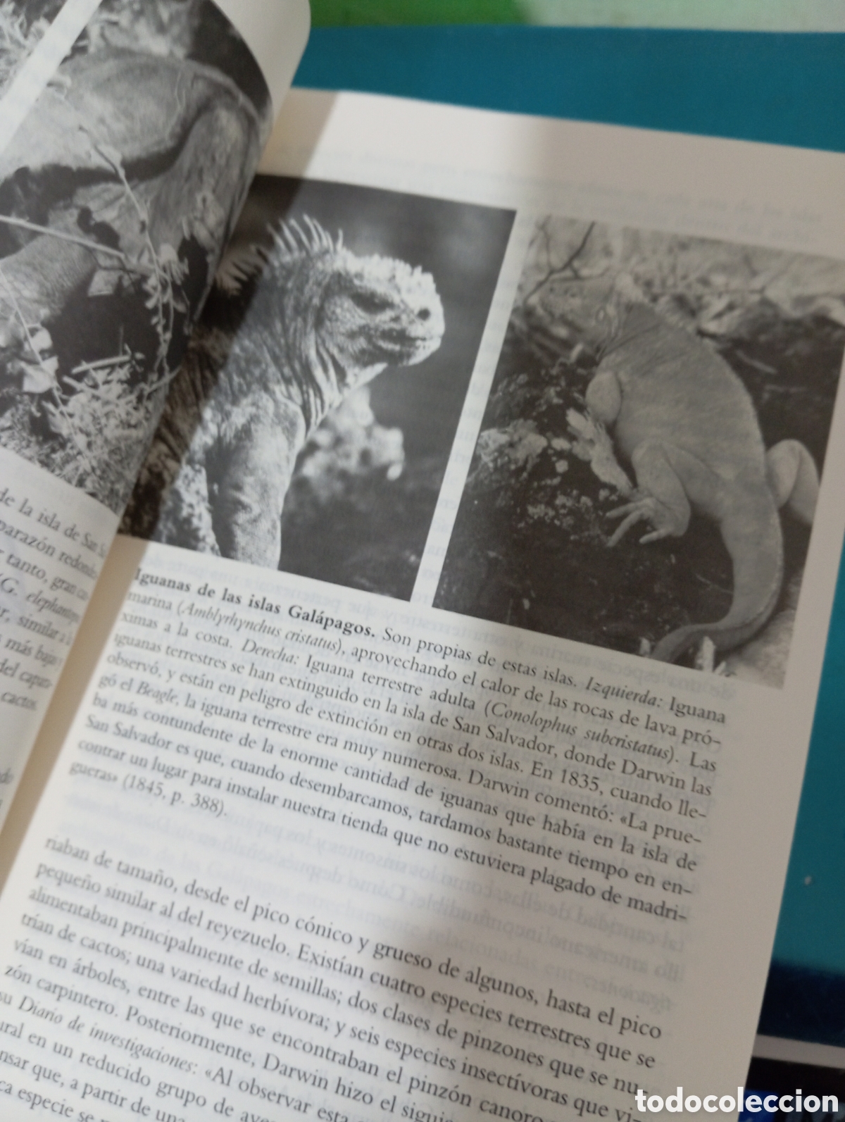 Libros de segunda mano: Rebeldes de nacimiento. Frank J. Sulloway - Foto 7