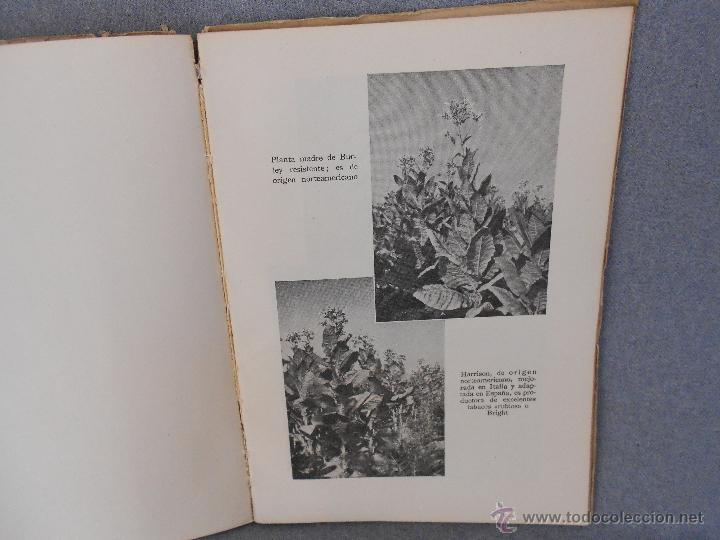 Libros de segunda mano: HISTORIA DEL CULTIVO DE TABACO EN ESPA&Ntilde;A - Foto 3