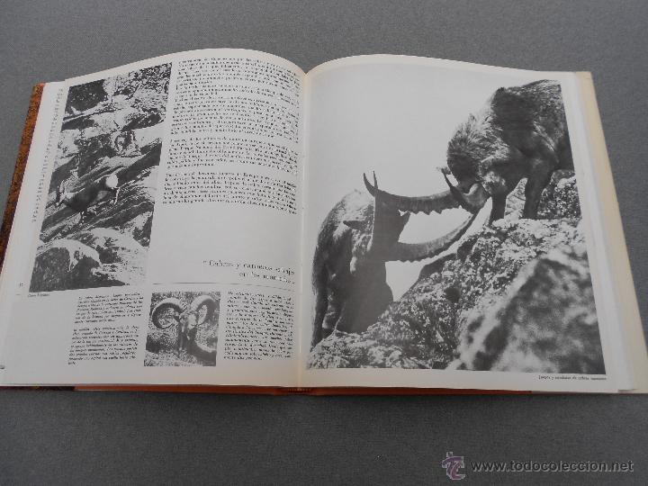 Libros de segunda mano: ALEGRIAS DE LA CAZA - Foto 3