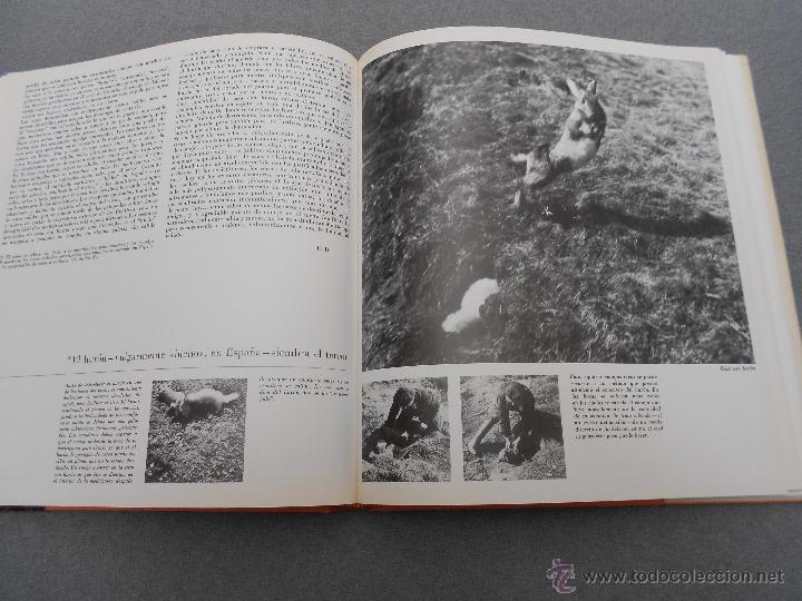 Libros de segunda mano: ALEGRIAS DE LA CAZA - Foto 5