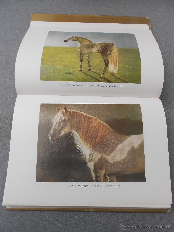 Libros de segunda mano: CABALLO ESPA&Ntilde;OL, CABALLO DE REYES. - Foto 14