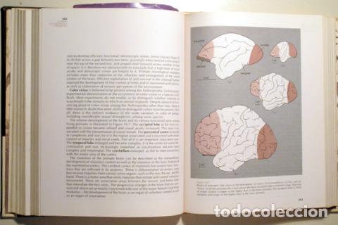 Libros de segunda mano: BUETTNER-JANUSCH, John - PHYSICAL ANTHROPOLOGY: A PERSPECTIVE - EUA 1973 - Foto 2