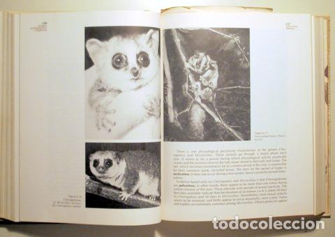 Libros de segunda mano: BUETTNER-JANUSCH, John - PHYSICAL ANTHROPOLOGY: A PERSPECTIVE - EUA 1973 - Foto 3