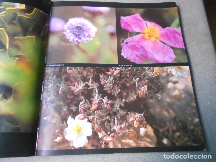 Libros de segunda mano: EL PUIG CAMPANA Y SU ESPACIO NATURAL - Foto 4