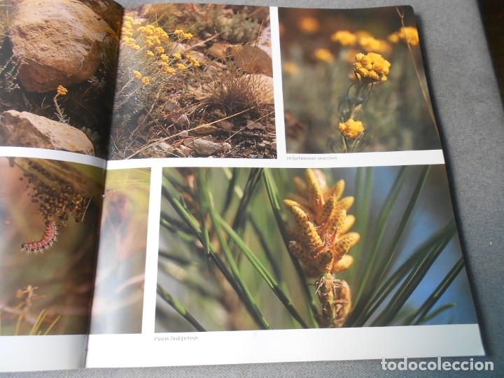 Libros de segunda mano: EL PUIG CAMPANA Y SU ESPACIO NATURAL - Foto 5