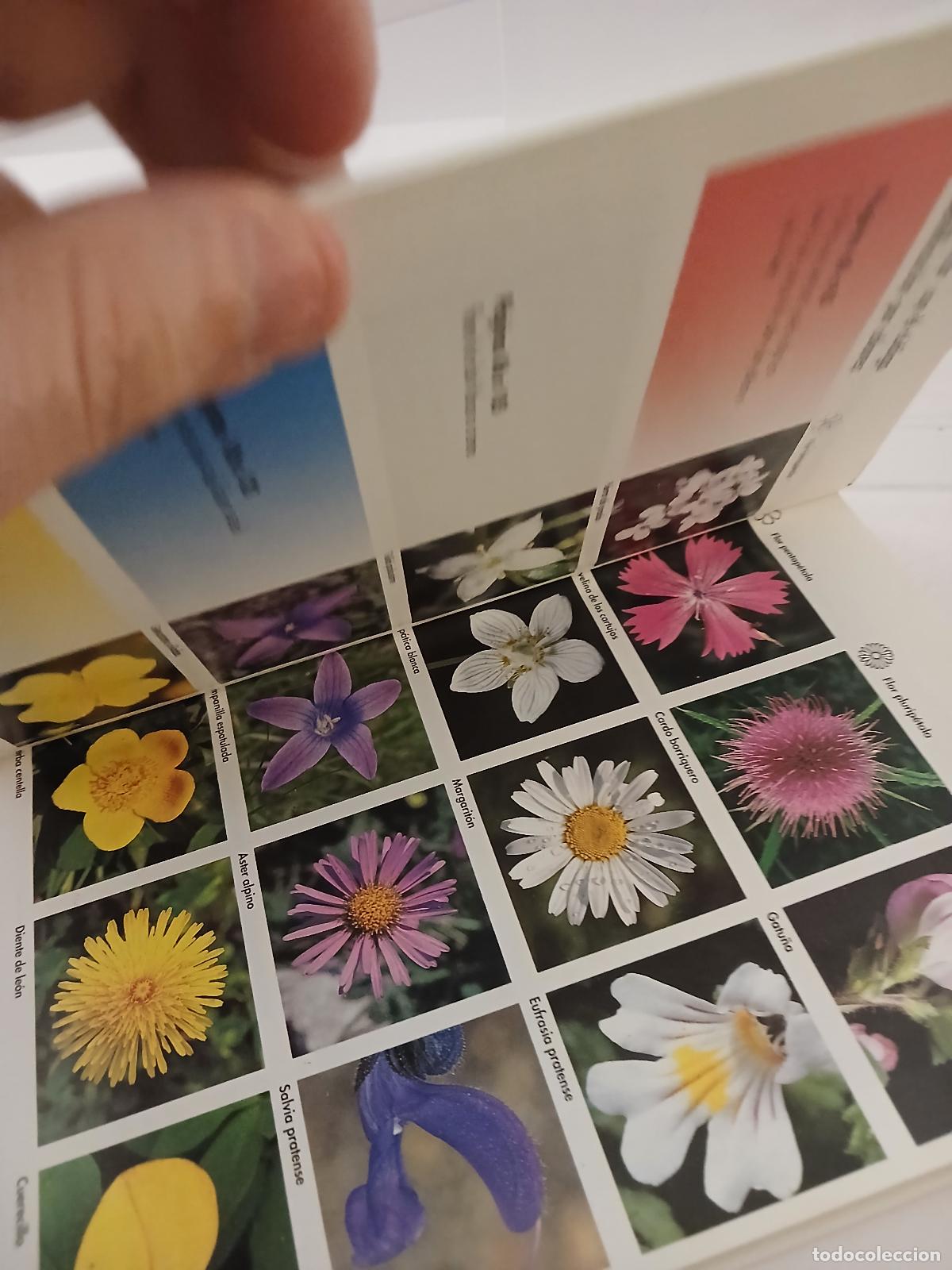 Libros de segunda mano: Flores del campo - Bruno P. Kremer - Foto 3