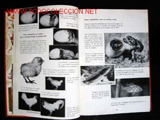Libros de segunda mano: EL MUNDO DE LOS NI&Ntilde;OS - 7 VOLUMENES - Foto 8