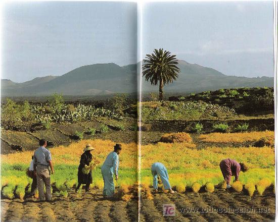 Libros de segunda mano: Gu&iacute;a de Lanzarote / Wolfgang Borsich. - Foto 2