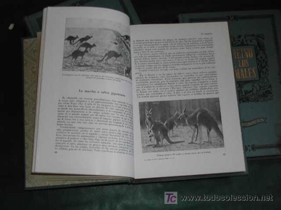 Libros de segunda mano: EL REINO DE LOS ANIMALES de Arthur BERGER y Joseph SCHMID - Foto 3