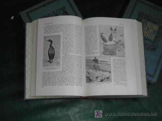 Libros de segunda mano: EL REINO DE LOS ANIMALES de Arthur BERGER y Joseph SCHMID - Foto 5