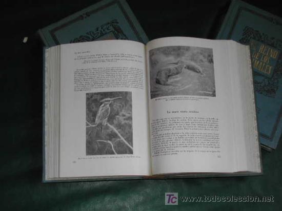 Libros de segunda mano: EL REINO DE LOS ANIMALES de Arthur BERGER y Joseph SCHMID - Foto 6
