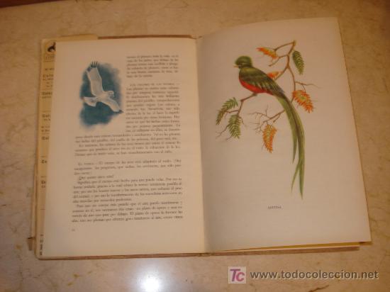 Libros de segunda mano: PATRICK HANSON - VIDA Y COSTUMBRES DE LOS P&Aacute;JAROS AMERICANOS - EDITORIAL CODEX 1946 - Foto 2