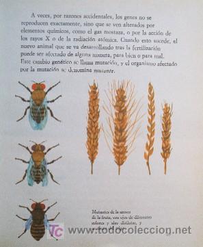 Libros de segunda mano: NUESTRO MUNDO VIVIENTE - Foto 6