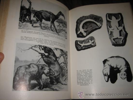 Libros de segunda mano: ANTES DEL DILUVIO HERBERT WENDT EDITORIAL NOGUER S.A - Foto 4
