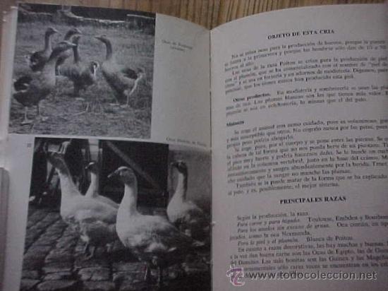Libros de segunda mano: MIS PATOS Y OCAS. COLECCI&Oacute;N MIS AMIGOS LOS ANIMALES. * - Foto 2