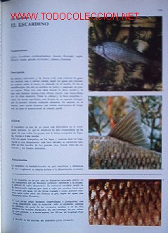 Libros de segunda mano: ENCICLOPEDIA DE LA PESCA - I TOMO - Foto 5