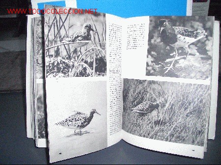 Libros de segunda mano: GRA ENCICLOPEDIA ILUSTRADA DE LAS AVES - Foto 4