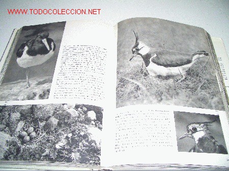Libros de segunda mano: GRA ENCICLOPEDIA ILUSTRADA DE LAS AVES - Foto 3