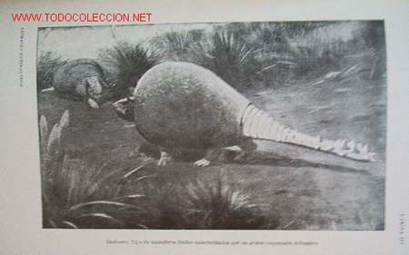 Libros de segunda mano: LOS ANIMALES EXTINGUIDOS - a&ntilde;o 1945 - Foto 5