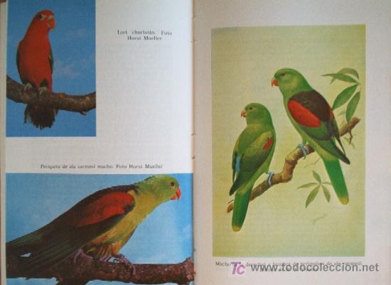 Libros de segunda mano: LOROS Y SIMILARES - Foto 6