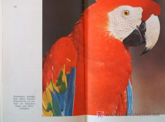 Libros de segunda mano: LOROS Y SIMILARES - Foto 9