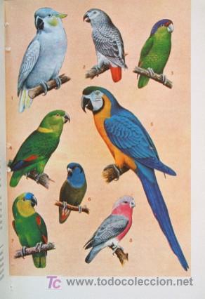 Libros de segunda mano: LOROS Y SIMILARES - Foto 10