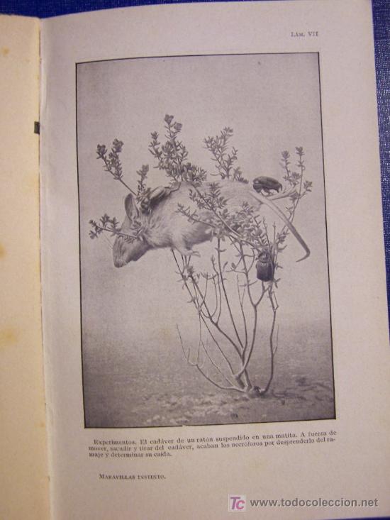 Libros de segunda mano: La vida de los insectos / J.H. Fabre - 1940 - Foto 3