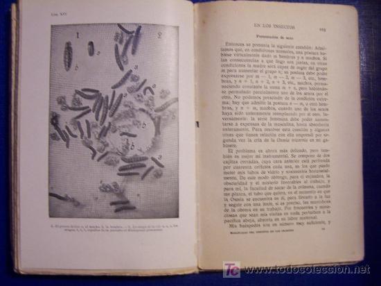 Libros de segunda mano: La vida de los insectos / J.H. Fabre - 1940 - Foto 2