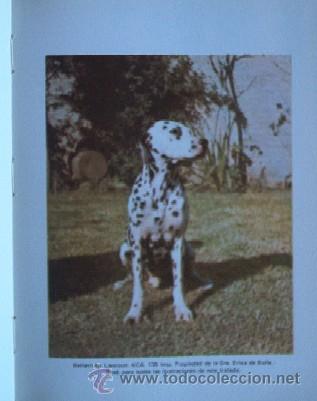Libros de segunda mano: EL DALMATA - Foto 5