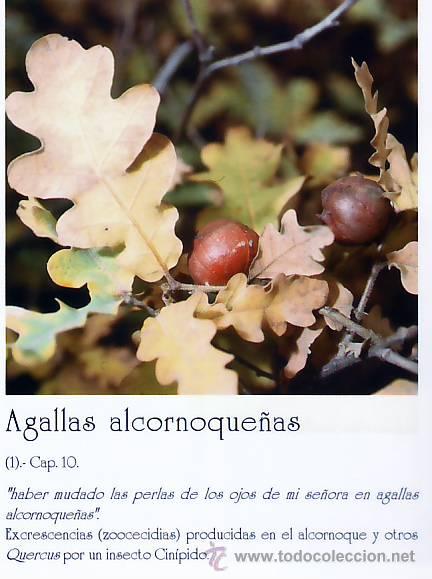 Libros de segunda mano: La Flora Del Quijote - Foto 1