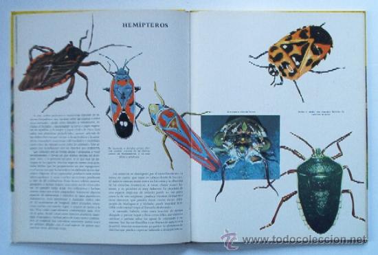 Libros de segunda mano: LOS INSECTOS - Foto 4