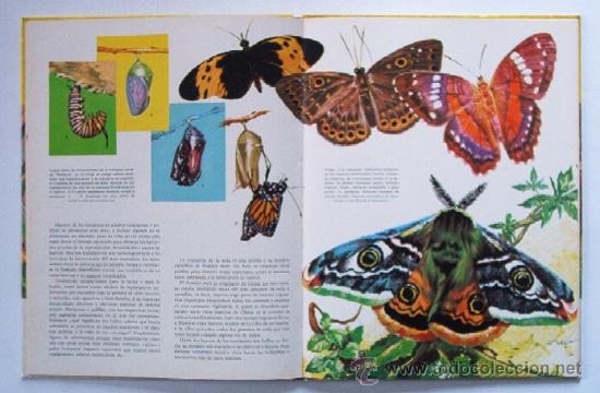 Libros de segunda mano: LOS INSECTOS - Foto 5