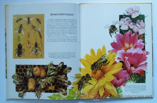 Libros de segunda mano: LOS INSECTOS - Foto 6