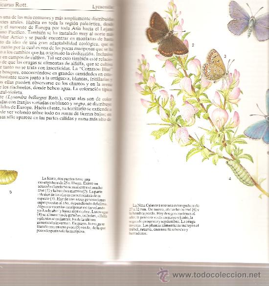 Libros de segunda mano: MARIPOSAS - FANTASTICA GUIA ILUSTRADA - Foto 4
