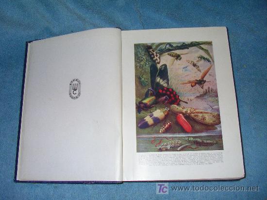 Libros de segunda mano: MARAVILLAS DE LA VIDA DE LOS INSECTOS - E.STEP - BELLAS LAMINAS ILUSTRADAS. - Foto 4