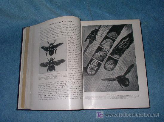 Libros de segunda mano: MARAVILLAS DE LA VIDA DE LOS INSECTOS - E.STEP - BELLAS LAMINAS ILUSTRADAS. - Foto 5